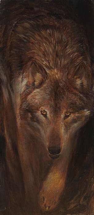 Iberischer Wolf ( Canis lupus signatus )